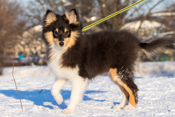 Young sheltie posing on the snow.