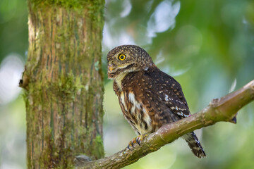 Obraz premium Pygmy owl , little owl (Glaucidium passerinum)