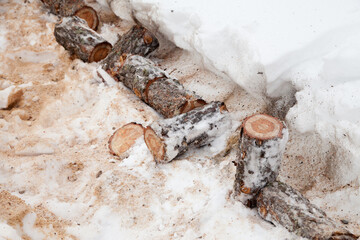 A log cut by a chainsaw and sawdust lie in the snow in winter.