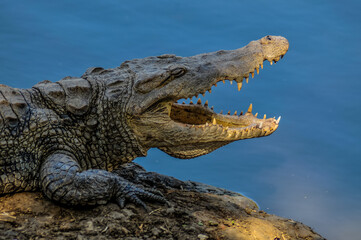 crocodile with its mouth open in the river