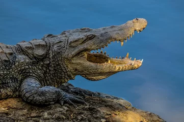 Möbelaufkleber crocodile with its mouth open in the river © Jose Gaspar Martin