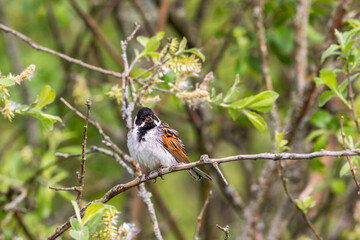 Reed bunting on a branch of a shrub in spring