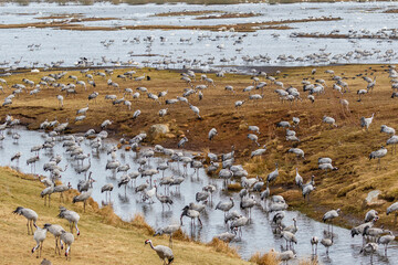 Resting Cranes on the fields at a lake in spring