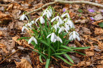 Snowdrops which bloom in early spring in the forest