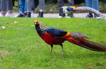 Fototapeta premium A golden pheasant with bright multicolored plumage and a long variegated tail walks through the botanical park of Italy, in the background the legs of those watching the bird are blurred