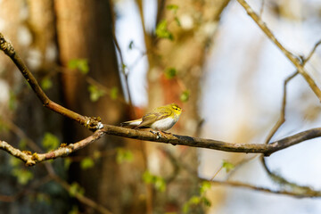 Spring in the woodland with a Wood Warbler on a tree branch
