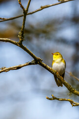 Wood Warbler sitting in a tree in the forest