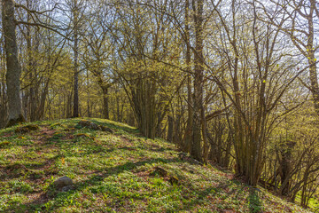 Hiking trail in a beautiful forest with Hassel Tree in spring