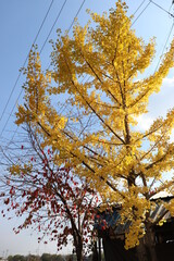 coloured leafs of a tree in autumn in front of a blue sky