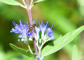 Marmalade Hover fly Episyrphus  Balteatus on Blue Caryopteris Flower.
