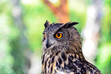 great horned owl