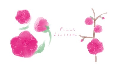 Set of peach blossom, flower for Chinese New Year.