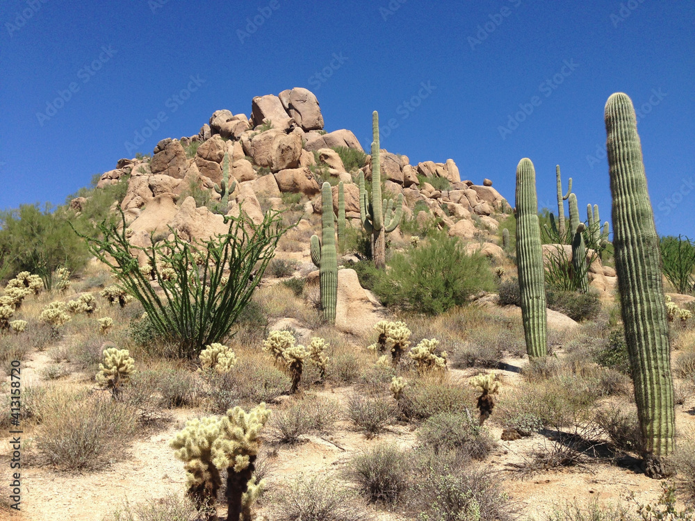 Sticker landscape of boulder mountain with saguaro cacti in sonoran desert, arizona