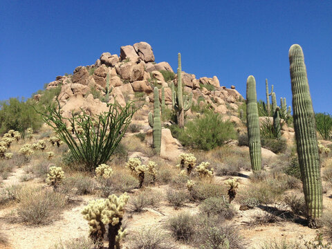 Landscape of boulder mountain with saguaro cacti in Sonoran Desert, Arizona