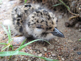 A small bird sitting on a rock