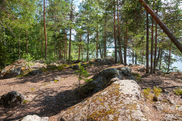 Rocky coast with pine forest on bay of Lake Onega  in summer,  Republic of Karelia, Russia