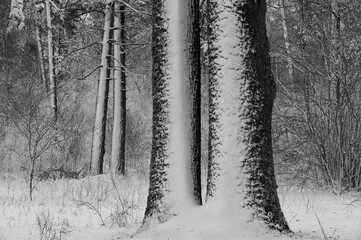 Winter landscape. Snow in the forest. Snow build-up on tree trunks and branches. Black and white photography