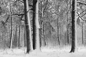 Foto auf Leinwand Winter landscape. Snow in the forest. Snow build-up on tree trunks and branches. Black and white photography © Владимир Шарников