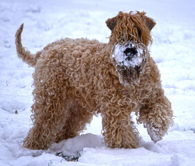 Wheaten Terriers in the snow