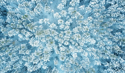 Top view of beautiful blue winter forest and treetops for texture and background