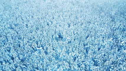 Top view of beautiful blue winter forest and treetops for texture and background