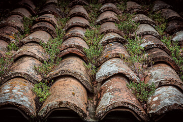 small plants growing on roof tiles in Urbino