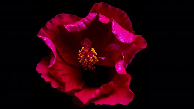 Ibiscus flower on black timelapse