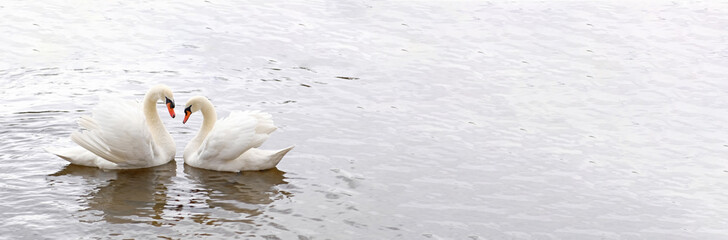 Couple of white swans swim in the water. Symbol of love and fidelity is two swans make a heart shape. Magical landscape with wild bird (Cygnus olor). Toned image, banner in natural colors, copy space. © Yuliya