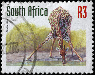 Giraffe drinking on south african postage stamp