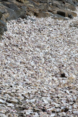 Thousands of empty shells of eaten oysters discarded on sea floor in Cancale, famous for oyster farms.  Brittany, France