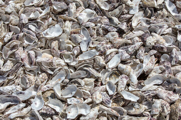  Thousands of empty shells of eaten oysters discarded on sea floor in Cancale, famous for oyster farms.  Brittany, France