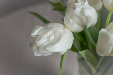 A bouquet of white tulips in a glass vase at home.