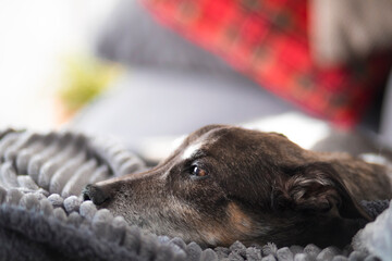 senior dog sitting on sofa resting on blanket selective focus