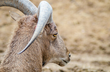 close to a goat