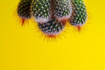 Cactus close-up. Home indoor plants with thorns on Yellow background. A succulent.