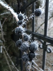 owoce pokryte mrozem  © Justyna