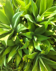 Closeup detail of green agave plants