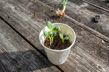 artichoke seedlings in a paper cup