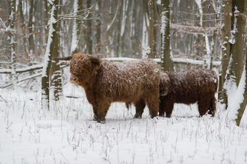 scottish highlander cow in winter. in the woods.
