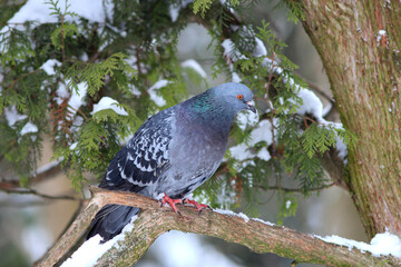 wild pigeon in a funny pose sits on a high branch