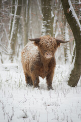 scottish highlander cow in winter. in the woods.