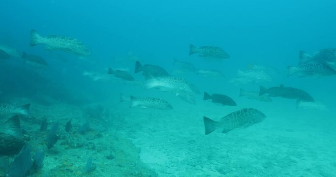 Groupers, reefs of the Sea of Cortez, Pacific ocean. Cabo Pulmo National Park, Baja California Sur, Mexico.