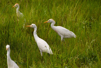 A group of white egrets in Zimbabwe