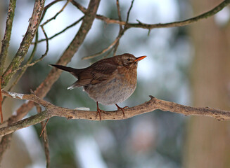  thrush