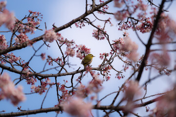 桜とメジロ