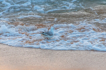 Splish Splash - Seagull and the Sea