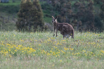 Eastern Grey Kangaroo in the twilight