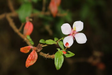 red and white flowers