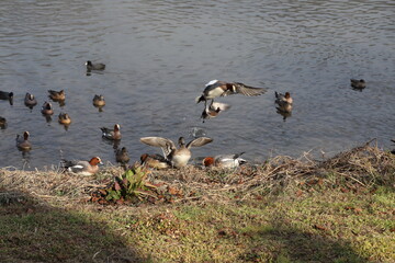 冬の川で泳いだり、羽ばたいたり、河川敷で餌を探すヒドリガモとオオバンの群れ
