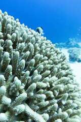 Colorful coral reef at the bottom of tropical sea, Acropora coral, underwater landscape